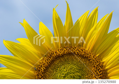 Bright golden petals of Helianthus annuus stretch toward the blue sky in a summer field showcasing nature's beauty during peak blooming season 135270980