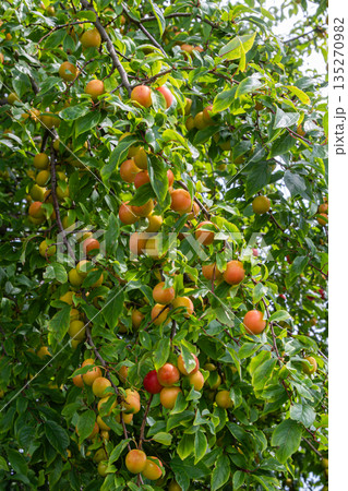 Cherry plum tree with ripening prunus cerasifera fruit in a sunny garden during late spring 135270982