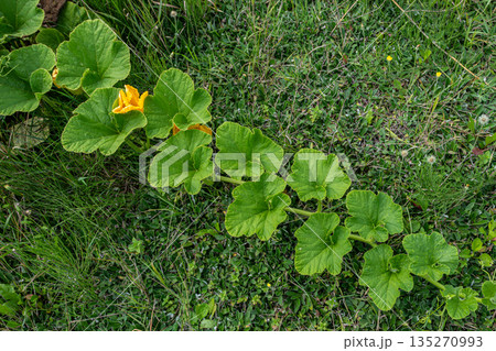 Fresh zucchini plants with yellow flowers growing abundantly in a lush green garden under bright sunlight Fresh zucchini plants with yellow flowers growing abundantly in a lush green garden under bright sunlight 135270993