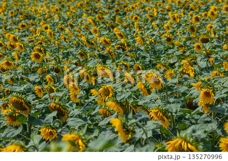 Vast field of common sunflowers swaying gently in the breeze under a bright blue sky during mid-summer in a rural landscape 135270996