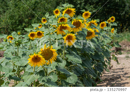 Sunflowers blooming in a field showcasing vibrant yellow petals and lush green leaves under bright sunlight 135270997
