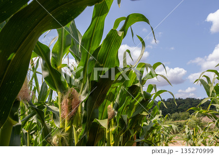 Corn field under blue sky with wispy clouds showcasing vibrant green leaves and developing ears captured during sunny summer afternoon in rural setting 135270999
