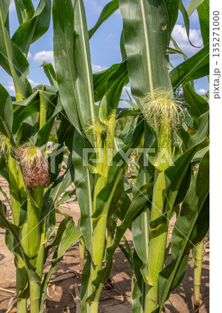 Corn plants at different growth stages in an agricultural field under a clear blue sky during summer 135271000