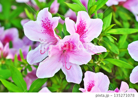 ピンク色のツツジの花（春、四月） 135271078