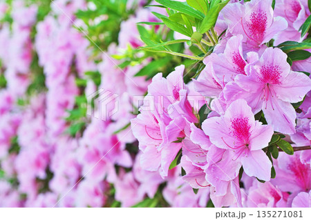 ピンク色のツツジの花(春、四月) ピンク色のツツジの花(春、四月) 135271081