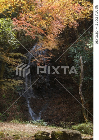 音無しの滝の紅葉 音無しの滝の紅葉 135271086