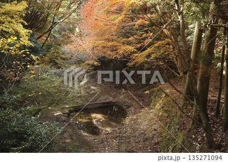 音無しの滝への参道の紅葉 135271094