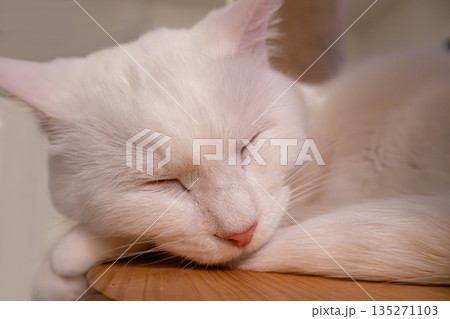 白猫がすやすや眠る 室内の癒しイメージ 135271103