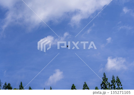 夏烏 夏烏 135271105