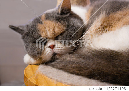 猫カフェで眠る猫のリラックスした寝姿 135271108