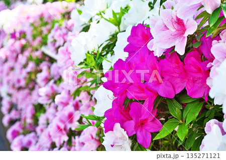 赤いツツジの花(春、四月) 赤いツツジの花(春、四月) 135271121