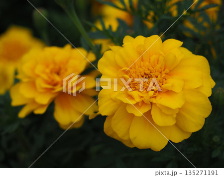 黄色いマリーゴールドの花 135271191