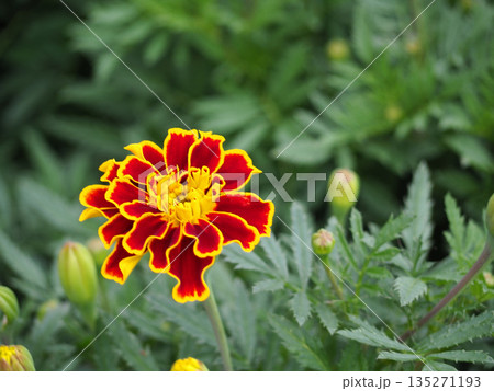 マリーゴールドの花 マリーゴールドの花 135271193