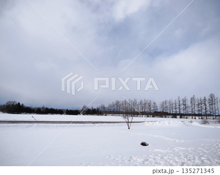 雪原と防風林の風景 雪原と防風林の風景 135271345
