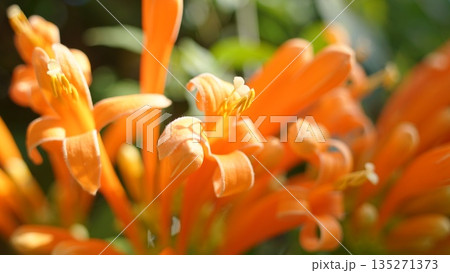 オレンジ色のカエンカズラの花 135271373