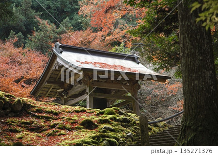 大原来迎院の紅葉 大原来迎院の紅葉 135271376