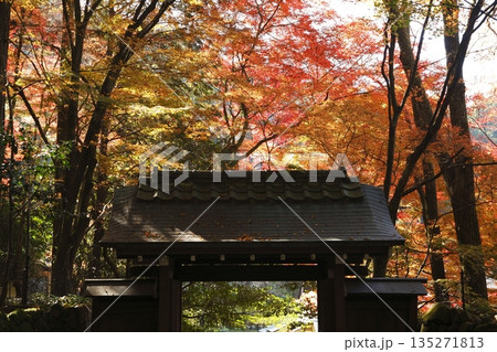 大原来迎院山門前の紅葉 大原来迎院山門前の紅葉 135271813