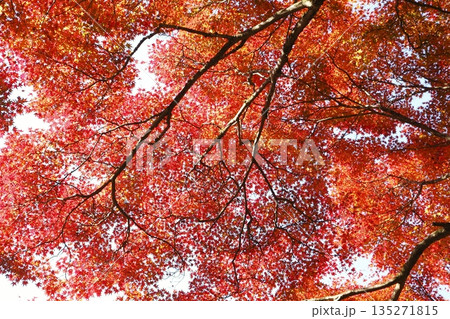 京都大原来迎院前の紅葉 京都大原来迎院前の紅葉 135271815