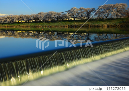 青空と満開の桜 青空と満開の桜 135272033