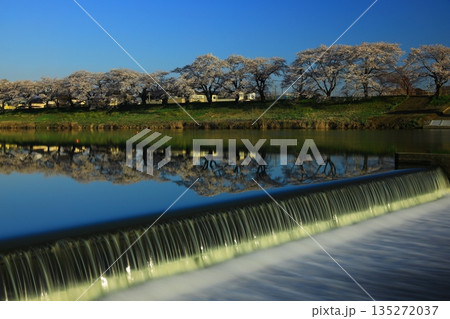 青空と満開の桜 青空と満開の桜 135272037