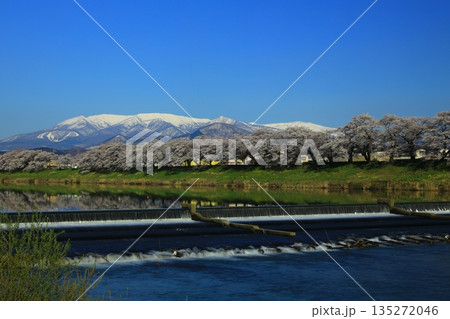 青空と満開の桜 青空と満開の桜 135272046