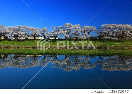 青空と満開の桜 青空と満開の桜 135272077