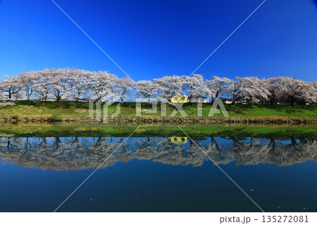 青空と満開の桜 青空と満開の桜 135272081
