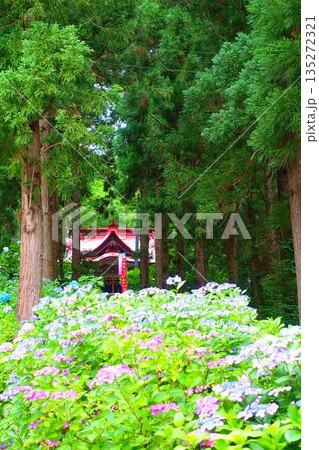 満開のアジサイ 紫陽花 あじさい 出塩文殊堂 山形市 満開のアジサイ 紫陽花 あじさい 出塩文殊堂 山形市 135272321