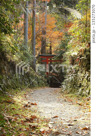 晩秋の勝手神社の参道と鳥居 晩秋の勝手神社の参道と鳥居 135273070