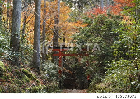 晩秋の勝手神社の鳥居 晩秋の勝手神社の鳥居 135273073