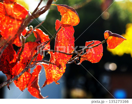 秋の日差しとハナミズキ(紅葉した花水木の葉っぱ) 秋の日差しとハナミズキ(紅葉した花水木の葉っぱ) 135273166