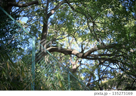 フェンスと森林 公園 落下防止 柵 フェンスと森林 公園 落下防止 柵 135273169