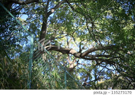 フェンスと森林 公園 落下防止 柵 135273170
