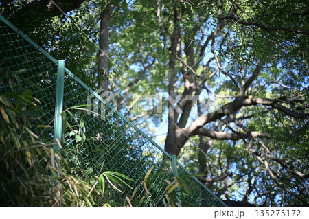 フェンスと森林 公園 落下防止 柵 フェンスと森林 公園 落下防止 柵 135273172