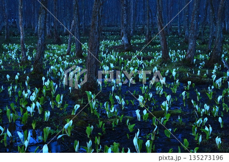 水芭蕉の群生する水芭蕉 水芭蕉の群生する水芭蕉 135273196