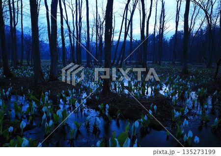 水芭蕉の群生する水芭蕉 水芭蕉の群生する水芭蕉 135273199