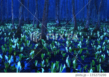 水芭蕉の群生する水芭蕉 135273200