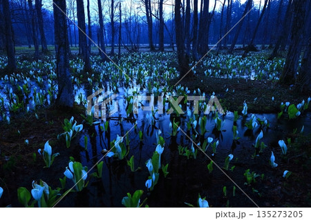 水芭蕉の群生する水芭蕉 水芭蕉の群生する水芭蕉 135273205