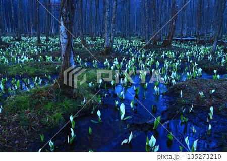 水芭蕉の群生する水芭蕉 135273210