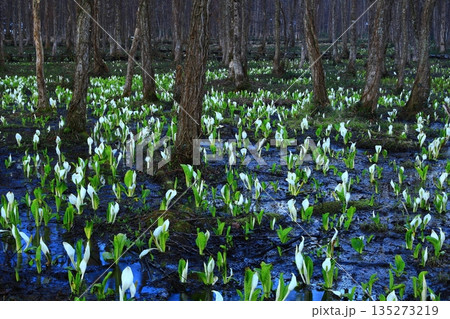水芭蕉の群生する水芭蕉 水芭蕉の群生する水芭蕉 135273219