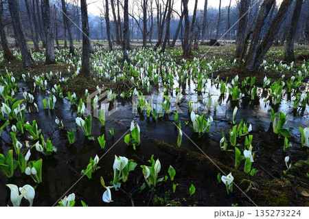 水芭蕉の群生する水芭蕉 水芭蕉の群生する水芭蕉 135273224
