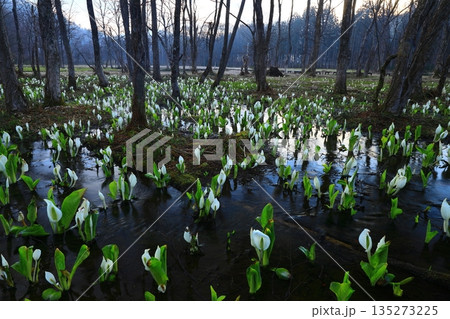 水芭蕉の群生する水芭蕉 水芭蕉の群生する水芭蕉 135273225