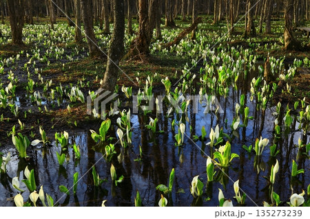 水芭蕉の群生する水芭蕉 135273239