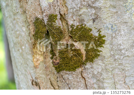 山毛欅(ブナ)の木に生す苔 山毛欅(ブナ)の木に生す苔 135273276