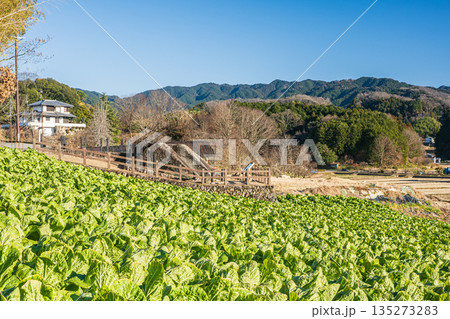 明日香村の遺跡鬼の雪隠と野菜畑　奈良県 135273283