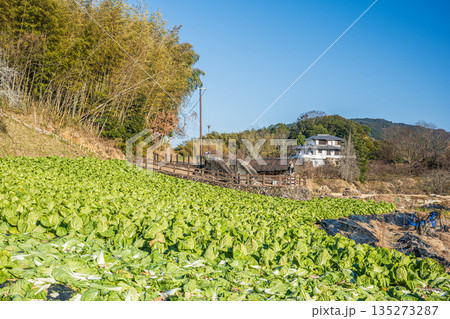 明日香村の遺跡鬼の雪隠と野菜畑 奈良県明日香村 明日香村の遺跡鬼の雪隠と野菜畑 奈良県明日香村 135273287