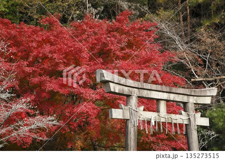 大原の出世稲荷神社の紅葉 135273515