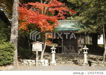 梅の宮神社の紅葉 梅の宮神社の紅葉 135273516