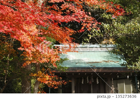 梅の宮神社の紅葉 梅の宮神社の紅葉 135273636