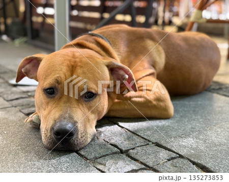 Brown dog resting on stone pavement in outdoor cafe. Calm mood, urban pet life, and quiet companionship through relaxed canine portrait Brown dog resting on stone pavement in outdoor cafe. Calm mood, urban pet life, and quiet companionship through relaxed canine portrait 135273853